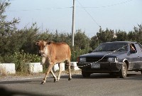 藏品(《牽牛回家》（1950至2006年臺灣常民生活）)的圖片