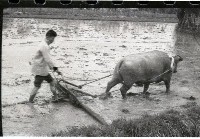 藏品(春耕（1950至2006年臺灣常民生活）)的圖片