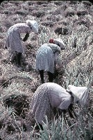 藏品(〈收穫〉（1950至2006年臺灣常民生活）)的圖片