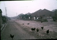 藏品(放養雞（1950至2006年臺灣常民生活）)的圖片