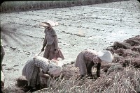 藏品(割草（1950至2006年臺灣常民生活）)的圖片