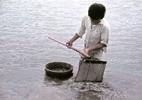 藏品(〈シジミ取り〉採蜆仔（1950至2006年臺灣常民生活）)的圖片