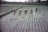 藏品(插秧（1950至2006年臺灣常民生活）)的圖片