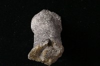 藏品(獸足)的圖片
