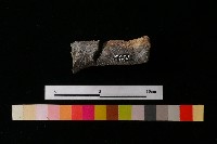 藏品(獸足)的圖片