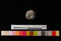 藏品(獸足)的圖片