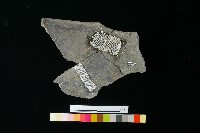 藏品(陶缸)的圖片