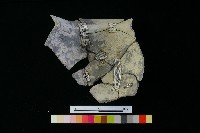 藏品(陶罐)的圖片