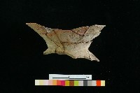 藏品(豆形器)的圖片