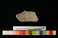 藏品(陶蓋)的圖片