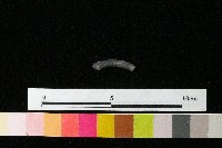 藏品(陶環)的圖片