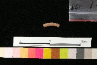 藏品(陶環)的圖片