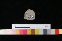 藏品(陶蓋)的圖片