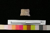 藏品(陶蓋)的圖片