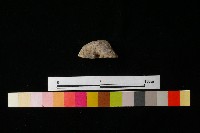 藏品(陶蓋)的圖片