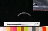 藏品(陶環)的圖片
