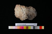 藏品(陶蓋)的圖片