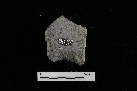 藏品(陶罐)的圖片