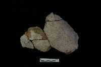 藏品(陶器)的圖片