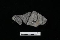 藏品(陶罐)的圖片