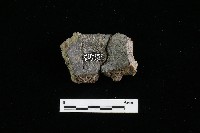 藏品(陶罐)的圖片