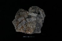 藏品(陶片)的圖片