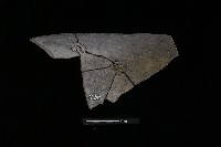 藏品(陶罐)的圖片