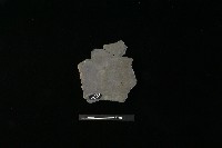 藏品(陶片)的圖片