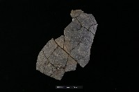 藏品(陶罐)的圖片