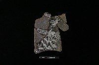 藏品(陶罐)的圖片