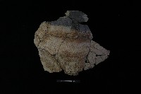 藏品(陶片)的圖片