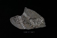 藏品(陶片)的圖片