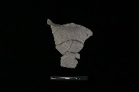 藏品(陶罐)的圖片