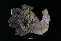 藏品(陶片)的圖片