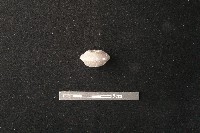 藏品(紡輪)的圖片