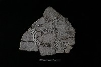 藏品(陶片)的圖片