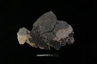 藏品(陶片)的圖片