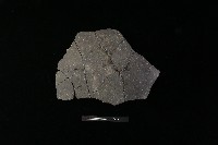 藏品(陶片)的圖片