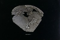 藏品(陶片)的圖片