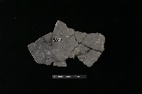 藏品(陶片)的圖片