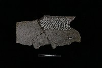 藏品(陶缸)的圖片