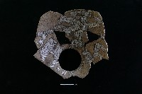 藏品(陶罐)的圖片