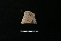 藏品(陶片)的圖片