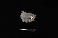藏品(陶片)的圖片