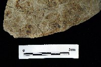 藏品(石刀)的圖片