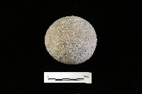 藏品(石托)的圖片