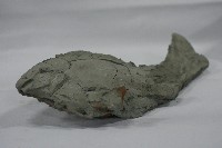 藏品(剪粘(魚))的圖片