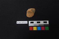 藏品(陶片)的圖片