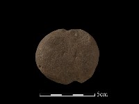 藏品(網墜)的圖片