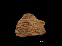 藏品(陶罐)的圖片